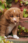 Toller Puppy