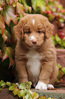 Toller Puppy