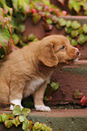 Toller Puppy