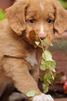 Toller Puppy