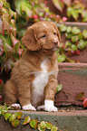 Toller Puppy