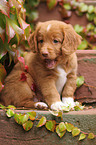 Toller Puppy