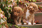 Toller Puppies