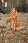 Toller shows trick