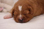 Toller Puppy