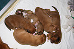 Toller Puppies