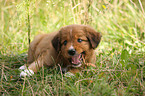 Toller Puppy