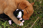 Toller Puppy