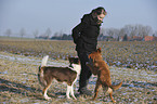 Toller and Border Collie