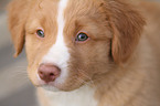 Toller Puppy