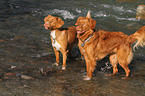 Nova Scotia Duck Tolling Retrievers