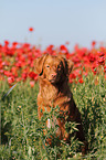 sitting Toller