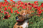 Nova Scotia Duck Tolling Retriever Portrait