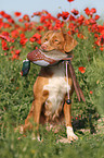 Nova Scotia Duck Tolling Retriever