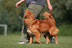 Toller at Obedience