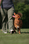 Toller at Obedience