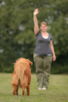Toller at Obedience
