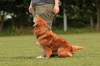 Toller at Obedience
