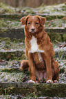 sitting Toller