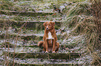 sitting Toller