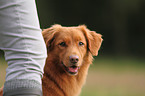Toller Portrait