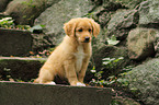 Toller Puppy