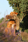 retrieving toller