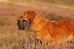 retrieving toller