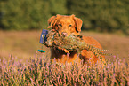 retrieving toller