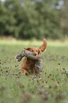 retrieving toller