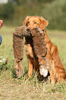 retrieving toller