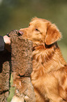 retrieving toller