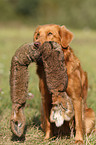 retrieving toller