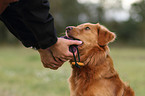 retrieving toller