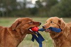 2 Nova Scotia Duck Tolling Retrievers