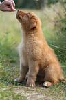 toller puppy