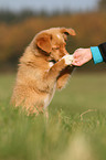 young toller