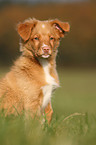 young toller