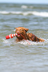 swimming toller