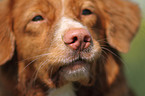 toller nose