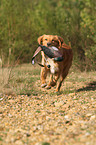 retrieving toller