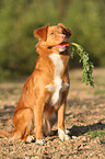 retrieving toller