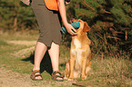 retrieving toller