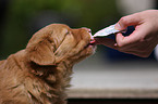 toller puppy