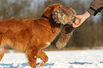retrieving toller