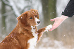 toller gives paw