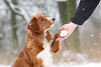 toller gives paw