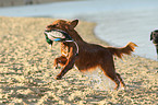 retrieving Toller