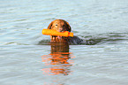 retrieving Toller