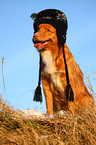 sitting Toller